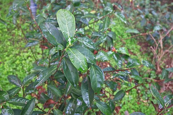 【台中美食】吃茶三千-國內第一座室內茶園,從國外紅到國內的鮮萃茶飲店 【台中美食】吃茶三千-國內第一座室內茶園,從國外紅到國內的鮮萃茶飲店