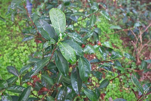 【台中美食】吃茶三千-國內第一座室內茶園，從國外紅到國內的鮮萃茶飲店