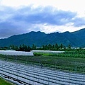 【美濃住宿】美濃田中央民宿-四面環山農田環繞有如住入農家的舒適休閒民宿