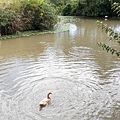 【台北景點】五股準園休閒生態農場-可以餵小動物、釣小龍蝦、看動物的好玩親子景點