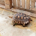 【台北景點】五股準園休閒生態農場-可以餵小動物、釣小龍蝦、看動物的好玩親子景點