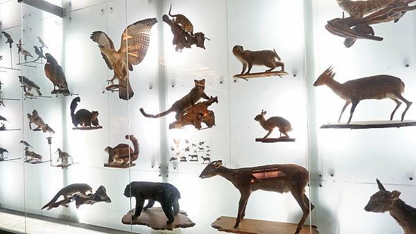 【台北景點】國立臺灣博物館-親子旅遊必玩！坐捷運也能到的室內親子景點一日遊行程