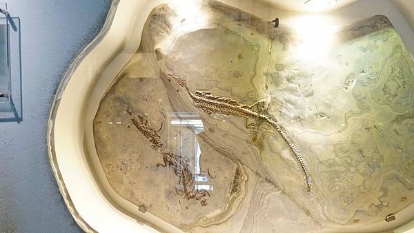 【台北景點】國立臺灣博物館-親子旅遊必玩！坐捷運也能到的室內親子景點一日遊行程