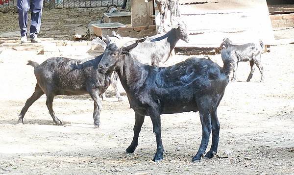 【苗栗景點】台灣水牛城-CP值爆表！烤肉吃到飽2.5小時只要280元！還可以免費觀賞動物、坐小火車，親子必玩景點！