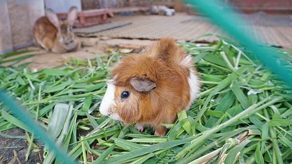 【桃園景點】陽榮休閒農場-好玩的釣魚、釣小龍蝦及餵食動物的趣味農場