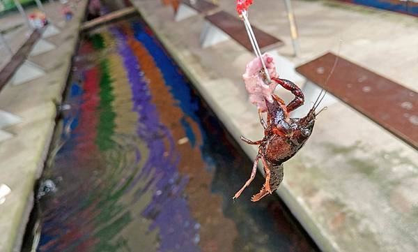 【桃園景點】陽榮休閒農場-好玩的釣魚、釣小龍蝦及餵食動物的趣味農場