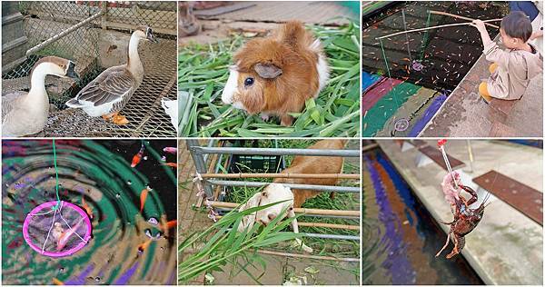 【桃園景點】陽榮休閒農場-好玩的釣魚、釣小龍蝦及餵食動物的趣味農場 【桃園景點】陽榮休閒農場-好玩的釣魚、釣小龍蝦及餵食動物的趣味農場