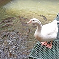 【台北美食】大豐花園餐廳-免門票也可以看到可愛的小動物，隱藏在市區附近的烤雞花園餐廳