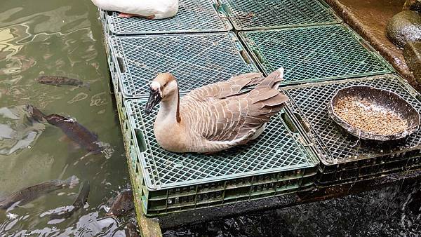 【台北美食】大豐花園餐廳-免門票也可以看到可愛的小動物，隱藏在市區附近的烤雞餐廳