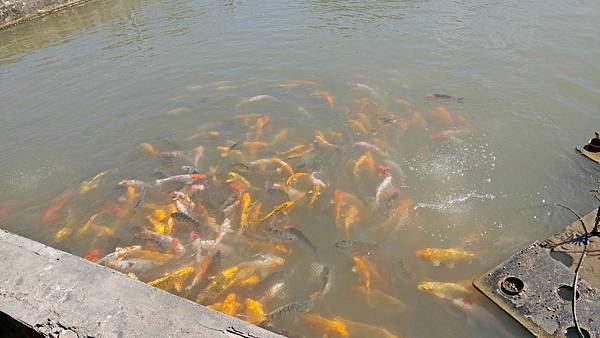 【桃園景點】花鹿秘境-150元門票不限時間釣蝦、餵魚、餵食及觀賞可愛的水豚與山羊、花鹿和小豬