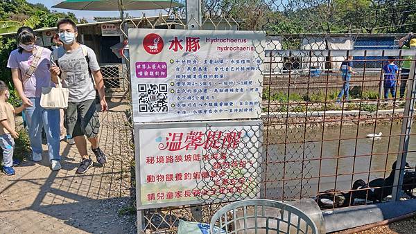【桃園景點】花鹿秘境-150元門票不限時間釣蝦、餵魚、餵食及觀賞可愛的水豚與山羊、花鹿和小豬