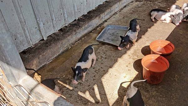 【桃園景點】花鹿秘境-150元門票不限時間釣蝦、餵魚、餵食及觀賞可愛的水豚與山羊、花鹿和小豬