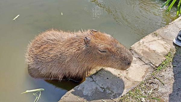 【桃園景點】花鹿秘境-150元門票不限時間釣蝦、餵魚、餵食及觀賞可愛的水豚與山羊、花鹿和小豬