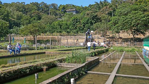 【桃園景點】花鹿秘境-150元門票不限時間釣蝦、餵魚、餵食及觀賞可愛的水豚與山羊、花鹿和小豬