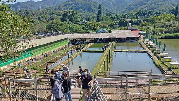 【桃園景點】花鹿秘境-150元門票不限時間釣蝦、餵魚、餵食及觀賞可愛的水豚與山羊、花鹿和小豬