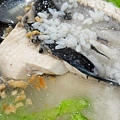 【台北美食】明弘無刺虱目魚專賣店-CP值爆高！比別家便宜２０元以上的虱目魚店
