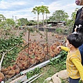 【桃園景點】一級棒農場-免門票免停車費，可以餵雞餵羊等多項設施免費讓你玩的親子農場