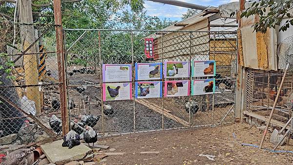 【桃園景點】一級棒農場-免門票免停車費，可以餵雞餵羊等多項設施免費讓你玩的親子農場