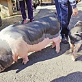 【桃園景點】花開了休閒農場-免門票免停車費，有如小小兒童樂園般的親子景點