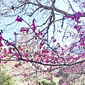 2022武陵農場！詳細的地圖、必拍景點、必玩的特色、賞花地點、門票價格、住宿資訊、導覽、接駁車、客運班次資料完整介紹