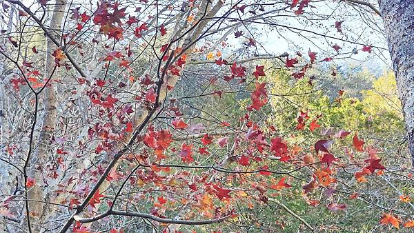 2022武陵農場！詳細的地圖、必拍景點、必玩的特色、賞花地點、門票價格、住宿資訊、導覽、接駁車、客運班次資料完整介紹