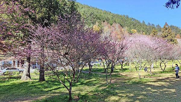 2022武陵農場！詳細的地圖、必拍景點、必玩的特色、賞花地點、門票價格、住宿資訊、導覽、接駁車、客運班次資料完整介紹