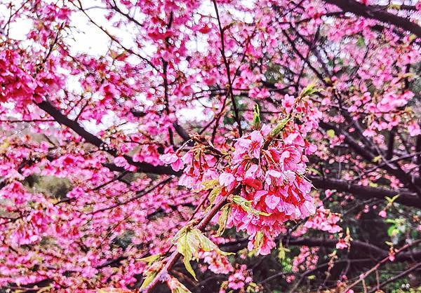 2022淡水天元宮櫻花最新現況！櫻花樹量、分佈，盛開情況，一次完整介紹～還有附影片