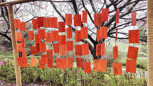 2022淡水天元宮櫻花最新現況！櫻花樹量、分佈，盛開情況，一次完整介紹～還有附影片