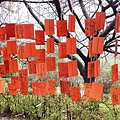 2022淡水天元宮櫻花最新現況！櫻花樹量、分佈，盛開情況，一次完整介紹～還有附影片