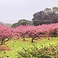 2022淡水天元宮櫻花最新現況！櫻花樹量、分佈，盛開情況，一次完整介紹～還有附影片