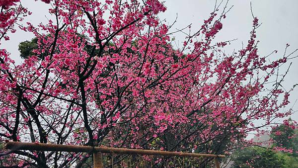 2022淡水天元宮櫻花最新現況！櫻花樹量、分佈，盛開情況，一次完整介紹～還有附影片
