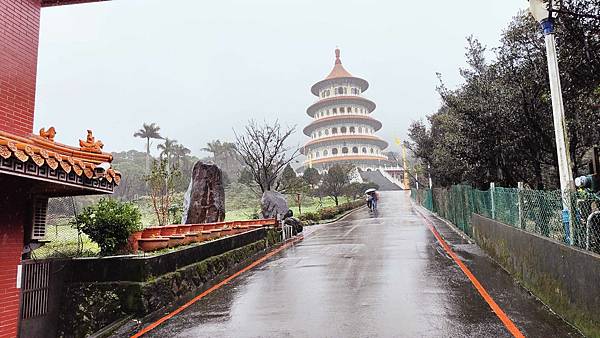 2022淡水天元宮櫻花最新現況！櫻花樹量、分佈，盛開情況，一次完整介紹～還有附影片