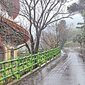 2022淡水天元宮櫻花最新現況！櫻花樹量、分佈，盛開情況，一次完整介紹～還有附影片