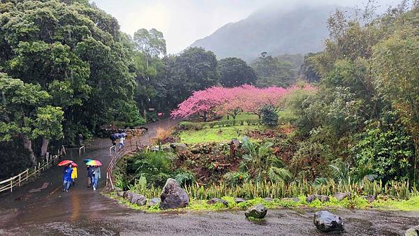 2022淡水天元宮櫻花最新現況！櫻花樹量、分佈，盛開情況，一次完整介紹～還有附影片