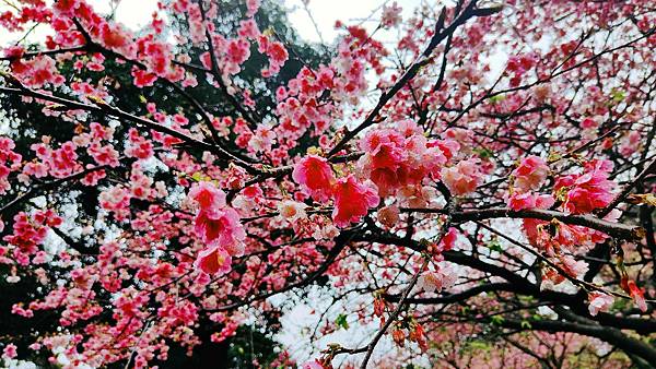 2022淡水天元宮櫻花最新現況！櫻花樹量、分佈，盛開情況，一次完整介紹～還有附影片