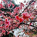 2022淡水天元宮櫻花最新現況！櫻花樹量、分佈，盛開情況，一次完整介紹～還有附影片