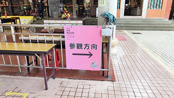 2022淡水天元宮櫻花最新現況！櫻花樹量、分佈，盛開情況，一次完整介紹～還有附影片