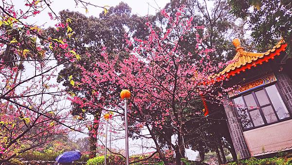 2022淡水天元宮櫻花最新現況！櫻花樹量、分佈，盛開情況，一次完整介紹～還有附影片