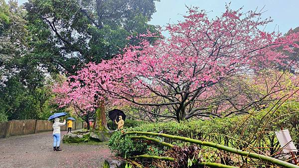 2022淡水天元宮櫻花最新現況！櫻花樹量、分佈，盛開情況，一次完整介紹～還有附影片