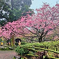2022淡水天元宮櫻花最新現況！櫻花樹量、分佈，盛開情況，一次完整介紹～還有附影片