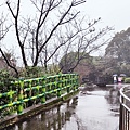 2022淡水天元宮櫻花最新現況！櫻花樹量、分佈，盛開情況，一次完整介紹～還有附影片