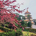 2022淡水天元宮櫻花最新現況！櫻花樹量、分佈，盛開情況，一次完整介紹～還有附影片