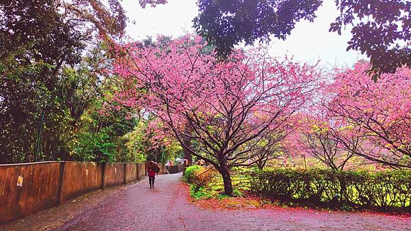 2022淡水天元宮櫻花最新現況！櫻花樹量、分佈，盛開情況，一次完整介紹～還有附影片