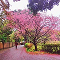 2022淡水天元宮櫻花最新現況！櫻花樹量、分佈，盛開情況，一次完整介紹～還有附影片