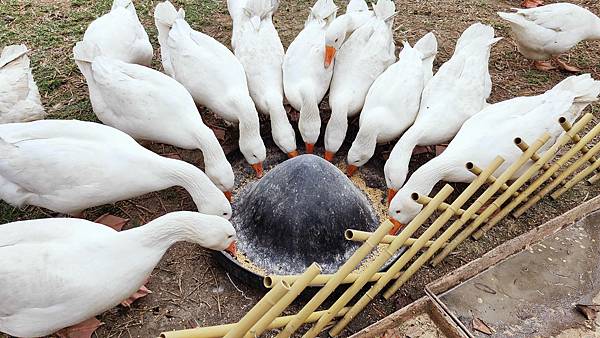 【彰化景點】正實親子農場-免門票免飼料費，還可以抱雞撿雞蛋餵鵝超多親子活動都不用錢哦！