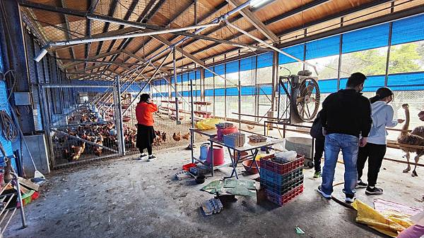 【彰化景點】正實親子農場-免門票免飼料費，還可以抱雞撿雞蛋餵鵝超多親子活動都不用錢哦！