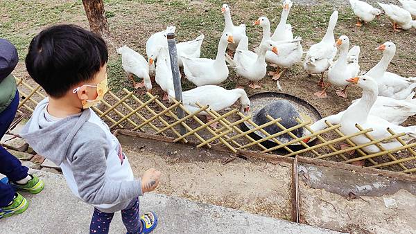 【彰化景點】正實親子農場-免門票免飼料費，還可以抱雞撿雞蛋餵鵝超多親子活動都不用錢哦！