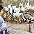 【彰化景點】正實親子農場-免門票免飼料費，還可以抱雞撿雞蛋餵鵝超多親子活動都不用錢哦！