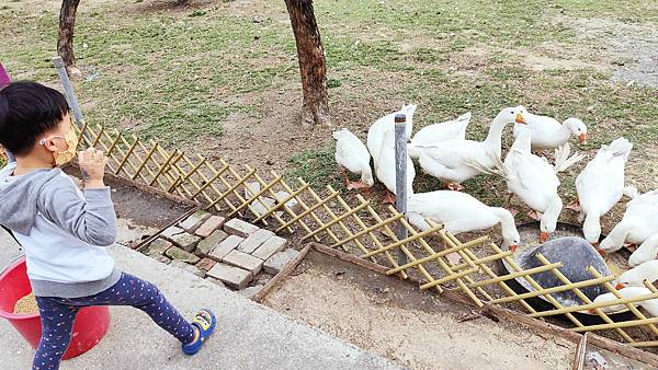 【彰化景點】正實親子農場-免門票免飼料費，還可以抱雞撿雞蛋餵鵝超多親子活動都不用錢哦！