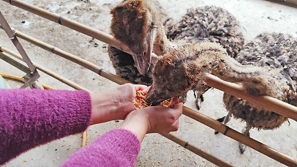 【彰化景點】正實親子農場-免門票免飼料費，還可以抱雞撿雞蛋餵鵝超多親子活動都不用錢哦！